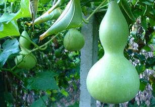 蒲瓜如何做蒲瓜酸片吃,蒲瓜酸片制作攻略