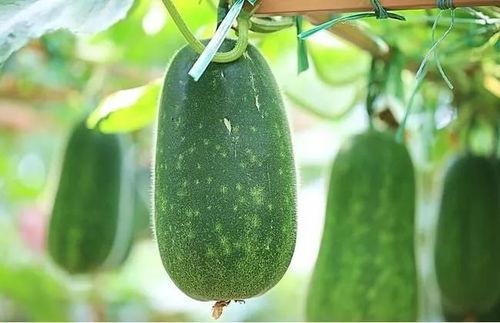 吃瓜不如吃什么,探索美食新境界