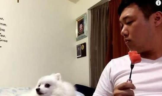 狗吃瓜动作视频,萌态十足，萌化你的心