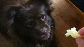 会吃瓜的狗狗图片,萌宠界的“瓜王”风采