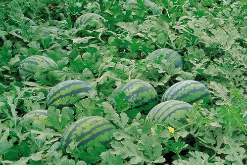 曦黎吃瓜群,揭秘娱乐圈幕后故事，带你领略明星真实生活