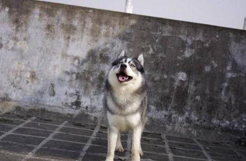 哈士奇不回家吃瓜,竟意外成为吃瓜群众