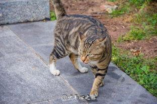 猫咪可以吃石瓜吗