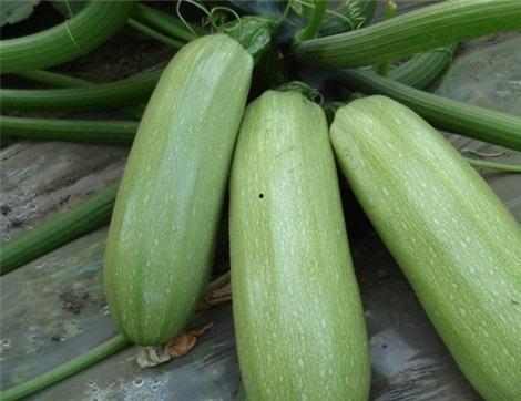 吃大瓜什么好处,揭秘吃大瓜的五大神奇好处