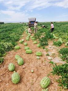 基地摘瓜吃,探寻科技农业的甜蜜果实