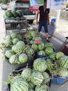 泉州避雷吃瓜事件,一场意外引发的全民热议