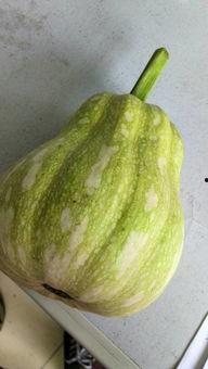 曹县吃瓜之前是什么瓜,揭秘“之前是什么瓜”的神秘面纱