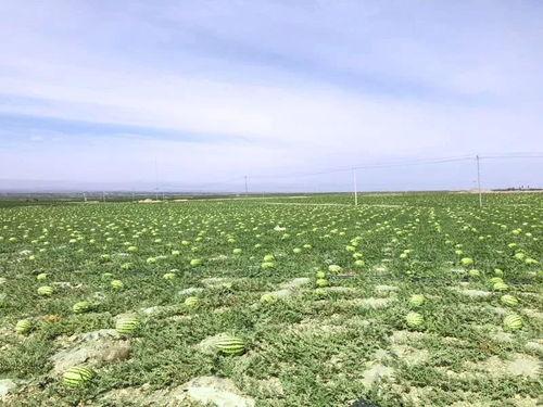 宁夏农村的吃瓜,夏日田园生活画卷