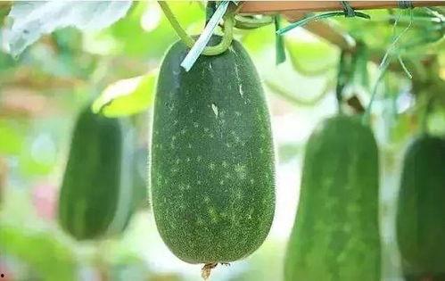 种子吃瓜,一场吃瓜引发的奇幻之旅