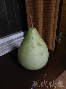 河北保定吃瓜死亡