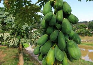 树瓜怎样吃,探索美味与营养的完美结合