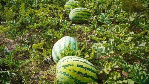 光启市吃瓜,瓜田里的热闹与故事