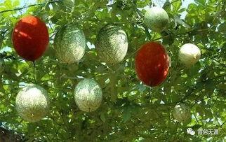 瓜篓怎么吃最好,解锁最佳食用方法