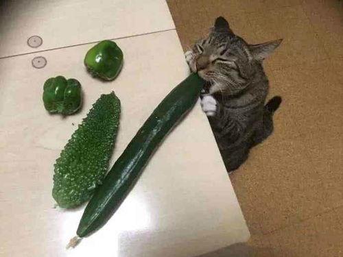 合肥猫吃瓜,揭秘网络热点的幕后故事