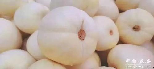 吃白脆瓜好吗,白脆瓜的营养益处与食用建议